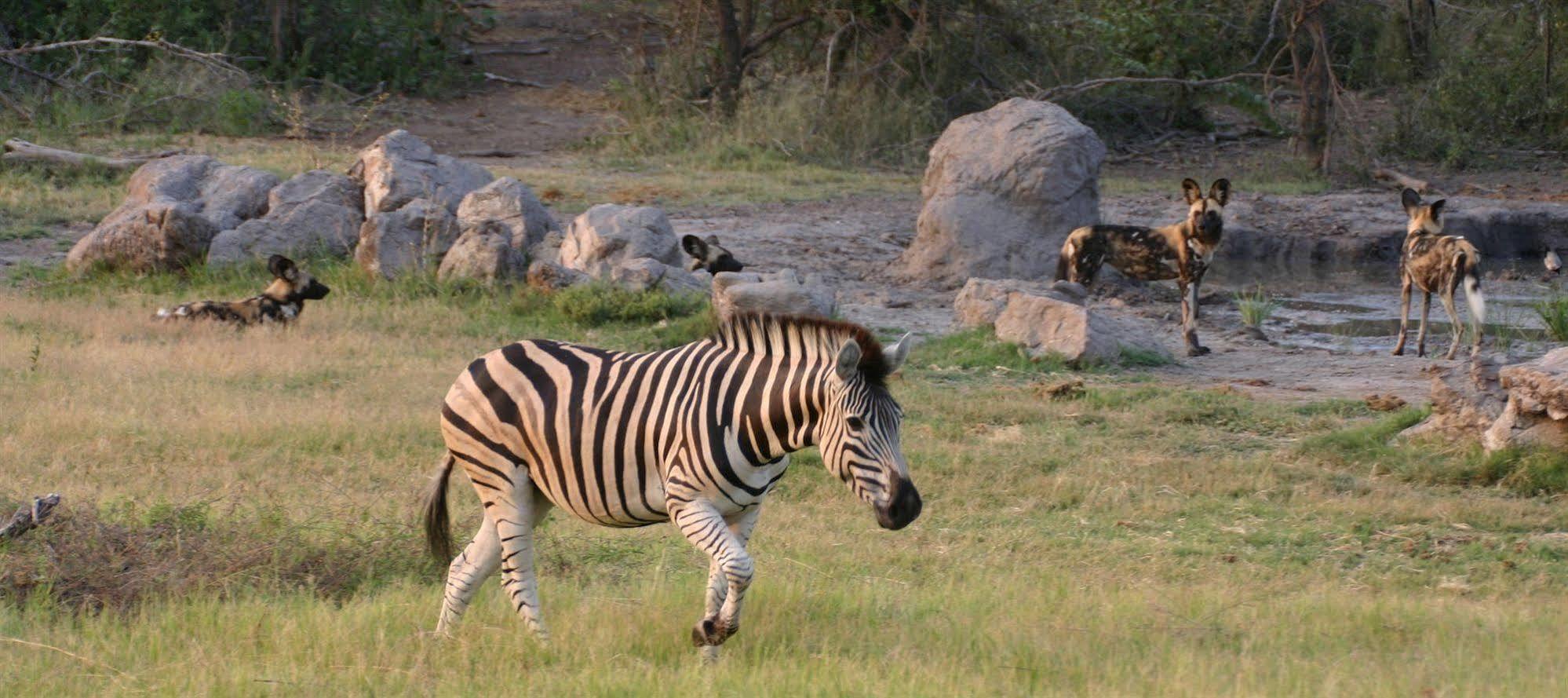Villa Jamala Madikwe à Madikwe Game Reserve Extérieur photo